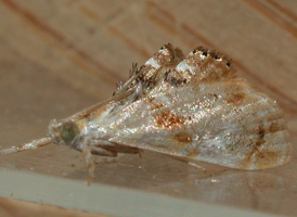 Julia's Dicymolomia